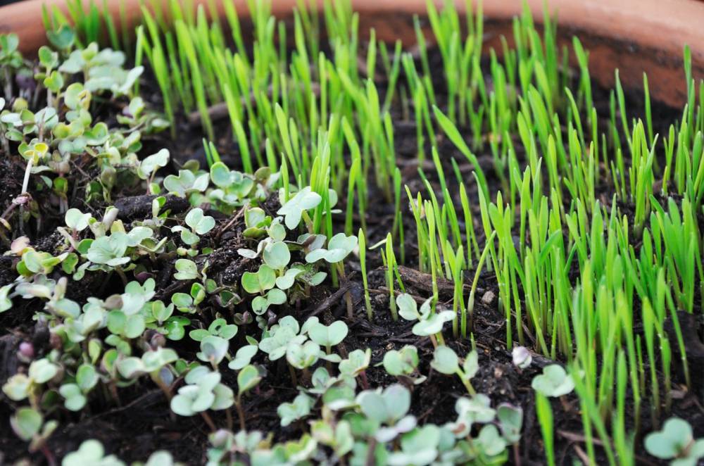 Grow Your Own Superfoods At Home